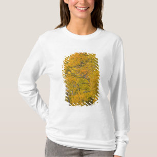 Camiseta arboleda de álamos en colores otoñales máximos cer