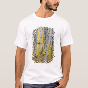 Camiseta arboleda de álamos en el pico de color otoñal en G