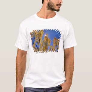 Camiseta Arboleda de álamos en otoño en la cordillera de Sa
