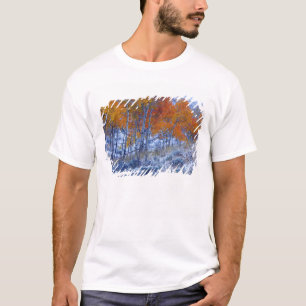 Camiseta Árboles de Aspen en colores de otoño, Montañas Big