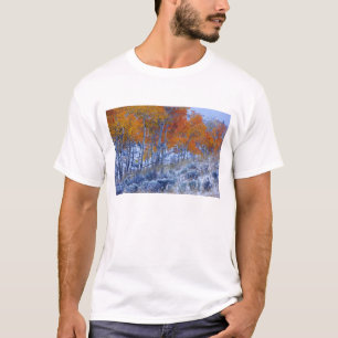 Camiseta Árboles de Aspen en colores de otoño, montañas Big