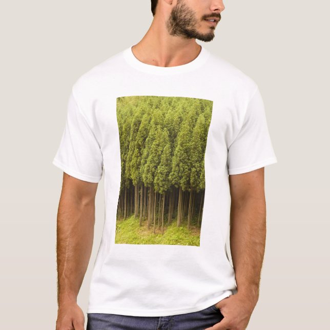 Camiseta Árboles de cedro de Koya Sugi (Anverso)