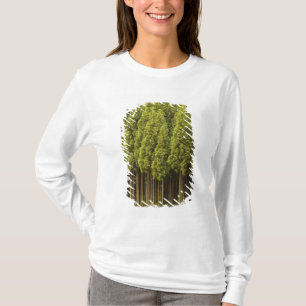 Camiseta Árboles de cedro de Koya Sugi