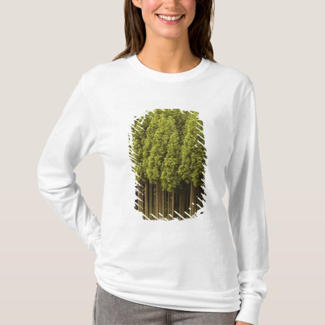 Camiseta Árboles de cedro de Koya Sugi (Anverso)