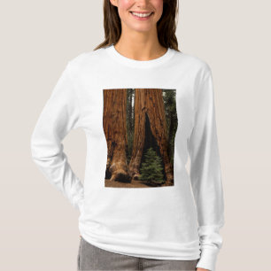 Camiseta Árboles de secoya, Parque Nacional Sequoia.