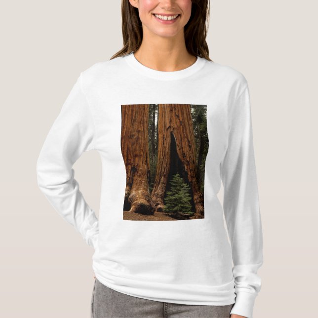 Camiseta Árboles de secoya, Parque Nacional Sequoia. (Anverso)
