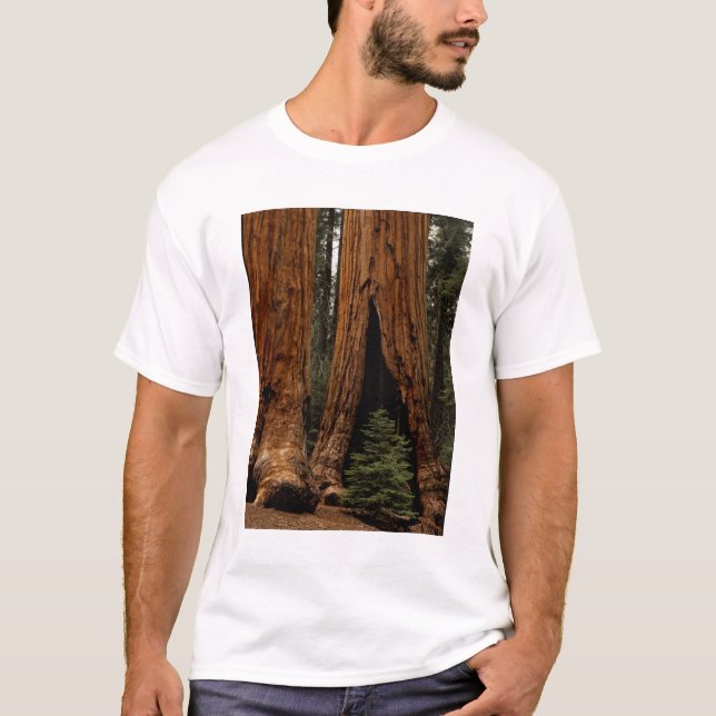 Camiseta Árboles de secuoya, Parque Nacional Sequoia. (Anverso)