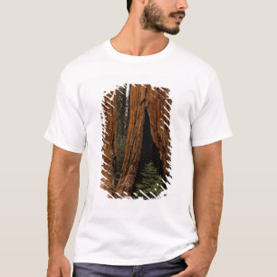 Camiseta Árboles de Secuoya, Parque Nacional Sequoia.