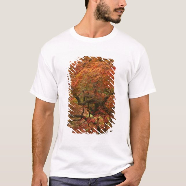 Camiseta Arce japonés de color otoño (Anverso)