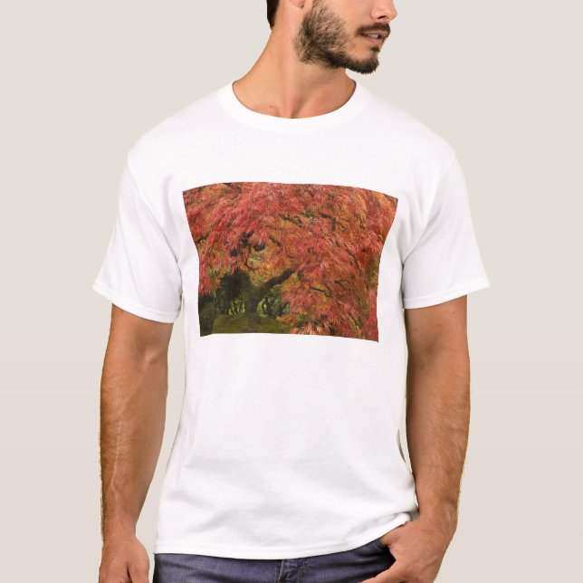 Camiseta arce japonés en color de otoño (Anverso)