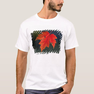 Camiseta Arce rojo Acer rubrum) hoja roja en otoño,