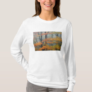 Camiseta Arce rojo, Acer rubrum, retrato en niebla