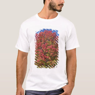 Camiseta Arce rojo en colores de otoño, cerca de Concord,