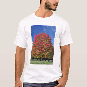 Camiseta Arce rojo en colores de otoño, cerca de Concord,