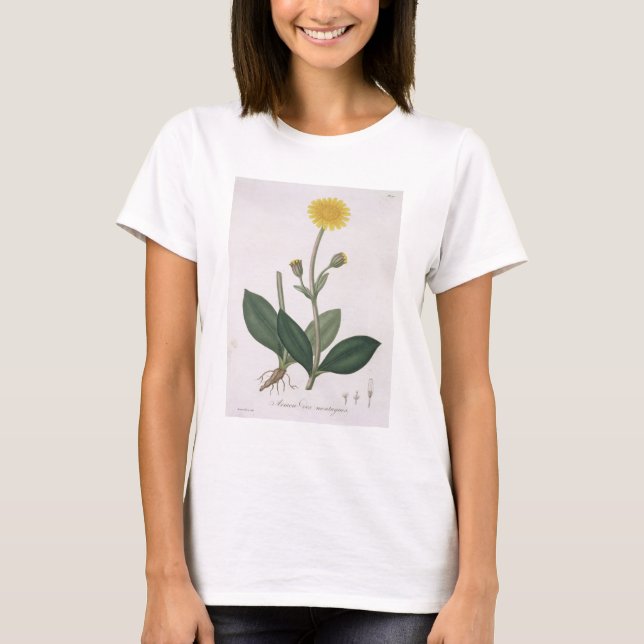 Camiseta Arnica Montana from 'Phytographie Medicale' by Jos (Anverso)