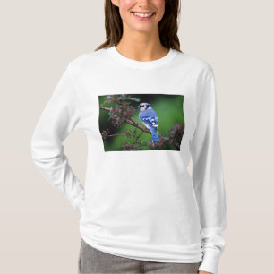 Camiseta Arrendajo azul, Cyaoncitta cristata
