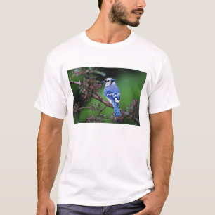 Camiseta Arrendajo azul, Cyaoncitta cristata