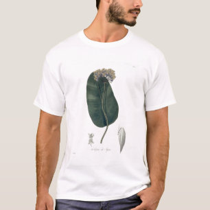 Camiseta Asclepias Syriaca de "Phytographie Medicale" cerca