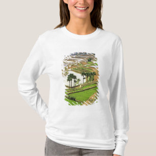 Camiseta Asia, China, Yunnan, Honghe. Terrazas de arroz cer