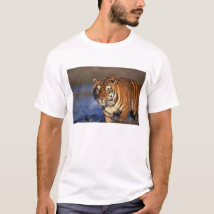 Camiseta ASIA, India, Tigre de Bengala Panthera tigris)