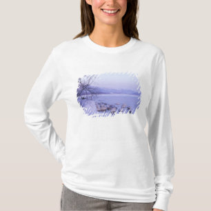 Camiseta Asia, Japón, Hokkaido, Akan NP, Cisnes enormes