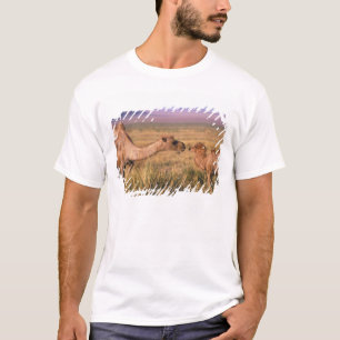 Camiseta Asia, Mongolia, desierto de Gobi, Gran Gobi