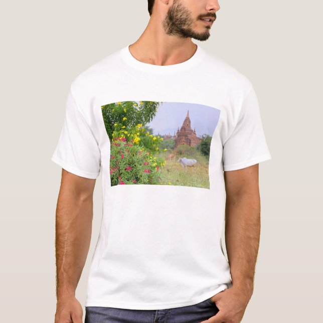 Camiseta Asia, Myanmar (Birmania), Bagan (Pagan). Vacas (Anverso)