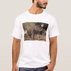 Camiseta Asia, Tailandia, Lampang Inclinándose con sombrero