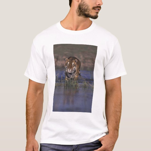 Camiseta ASIA, Tigre de la India caminando a través del agu (Anverso)