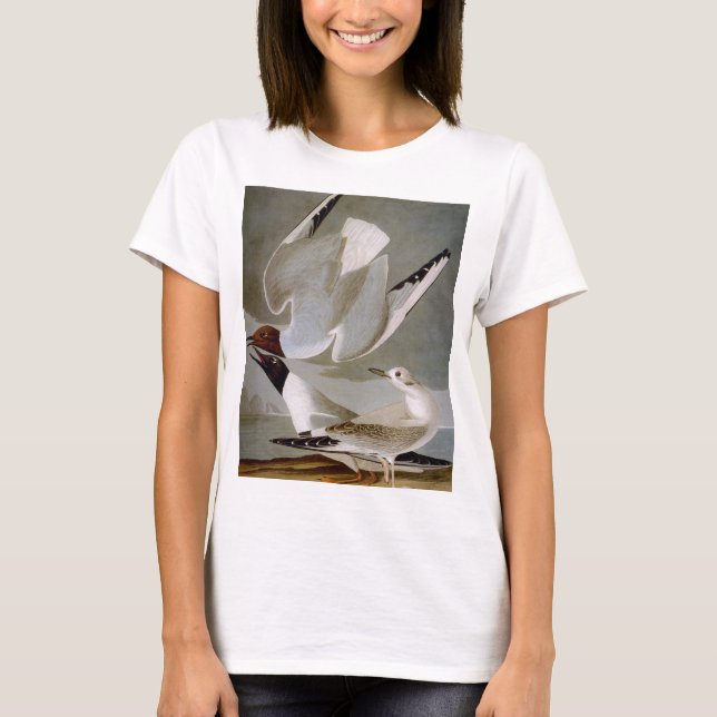 Camiseta Audubon: La gaviota de Bonaparte (Anverso)