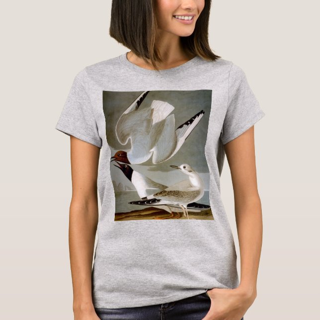 Camiseta Audubon: La gaviota de Bonaparte (Anverso)