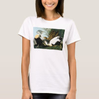 Audubon: Pato de eíder