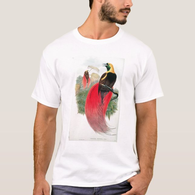 Camiseta Ave del paraíso, grabada por T. Gualterio (Anverso)