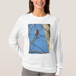 Camiseta Aves cardinales