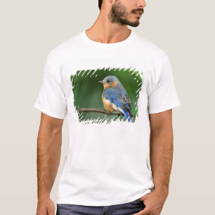 Camiseta Azulejo Común hembra, Sialia sialis