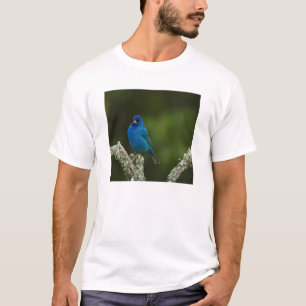 Camiseta Azulejo índigo, Passerina cyanea, Costero