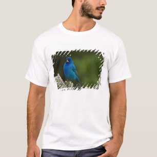 Camiseta Azulejo índigo, Passerina cyanea, Costero
