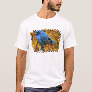 Camiseta Azulillo índigo macho, Passerina cyanea