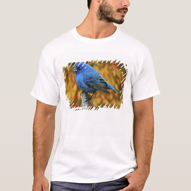 Camiseta Azulillo índigo macho, Passerina cyanea (Anverso)