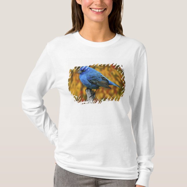 Camiseta Azulillo índigo macho, Passerina cyanea (Anverso)
