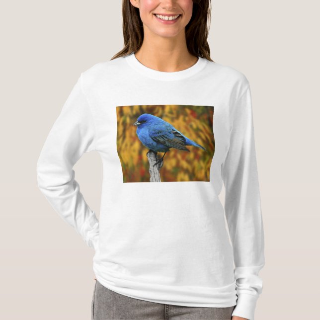 Camiseta Azulillo índigo macho, Passerina cyanea (Anverso)