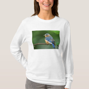Camiseta Azulillo Oriental hembra, Sialia sialis