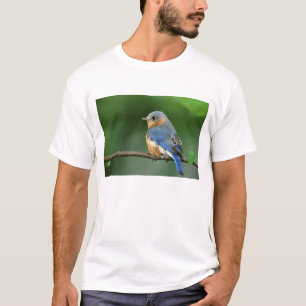 Camiseta Azulillo Oriental hembra, Sialia sialis