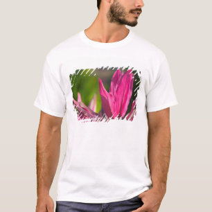 Camiseta BAHAMAS, Isla de Nueva Providencia, Nassau: Paraís