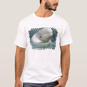 Camiseta Ballena Beluga, Delphinapterus leucas)