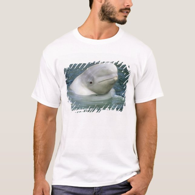 Camiseta Ballena Beluga, Delphinapterus leucas) (Anverso)