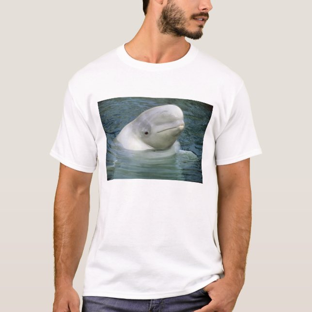 Camiseta Ballena Beluga, Delphinapterus leucas) (Anverso)