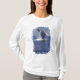 Camiseta Ballena jorobada saltando (Megaptera