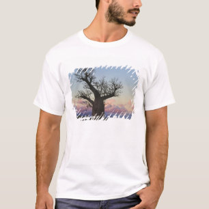 Camiseta Baobab, Berenty, Toliara, Madagascar