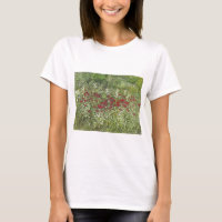 Bee Balm (Bergamont) en agosto